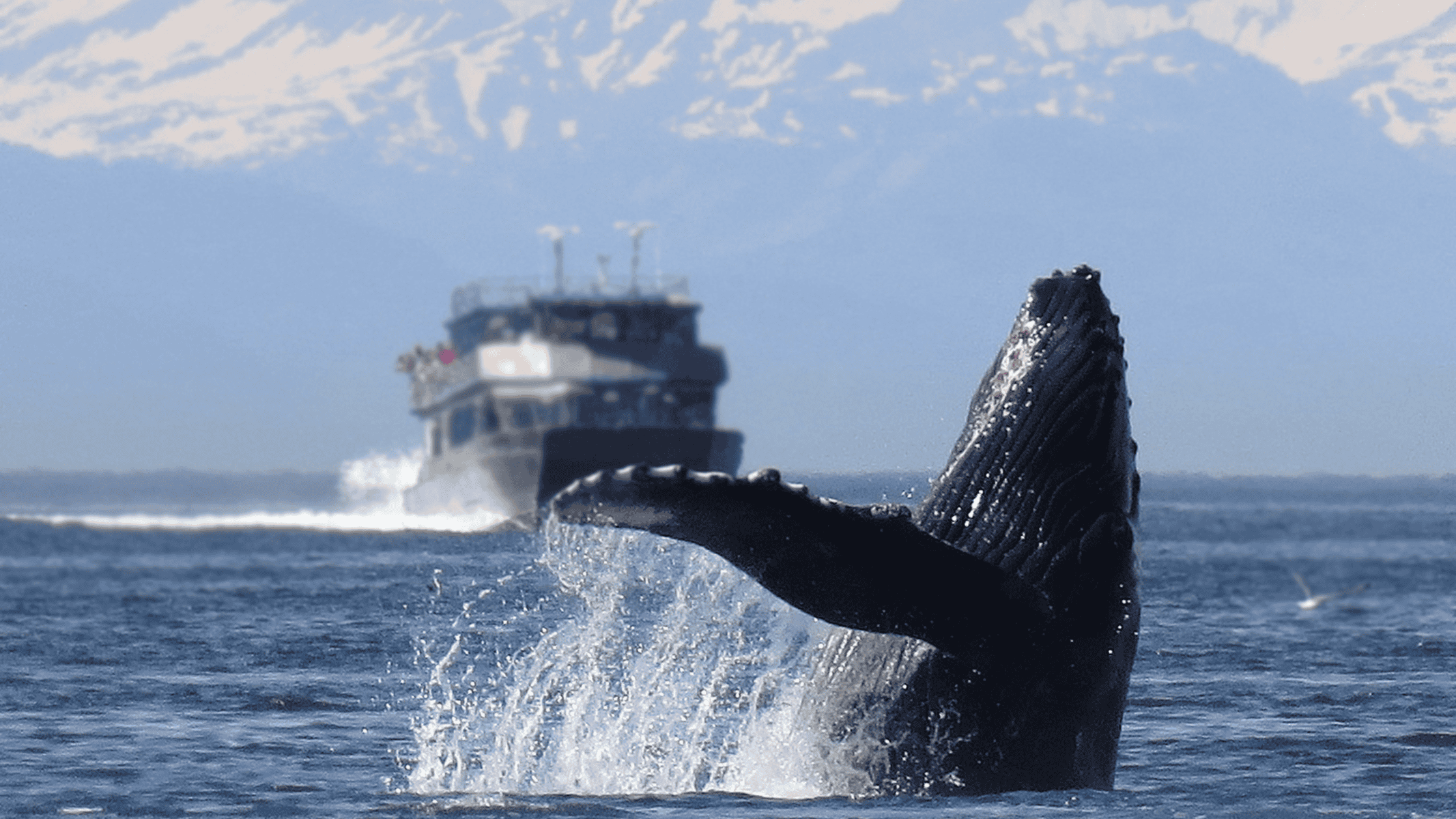 Best Tours For Whale Watching In Icy Strait Point, Alaska