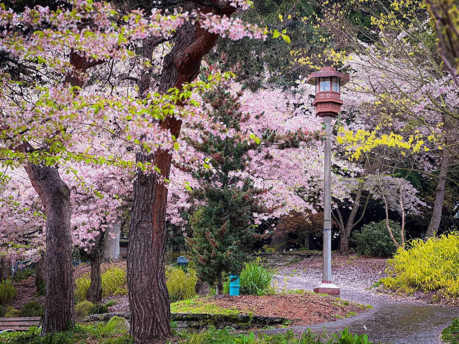 Cherry Blossoms in Seattle: Where to See Them And When to Go (2026 Guide)